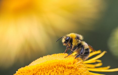 Honeybee-Screen-shot-scaled